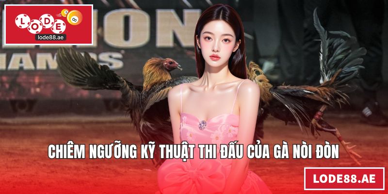 Chiêm ngưỡng kỹ thuật thi đấu của gà nòi đòn